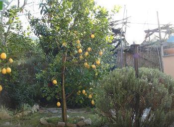 Appartamento Casale Nunziatina Sorrento