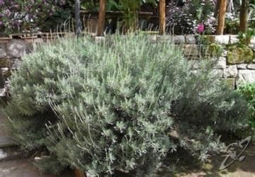 Appartamento Casale Nunziatina
